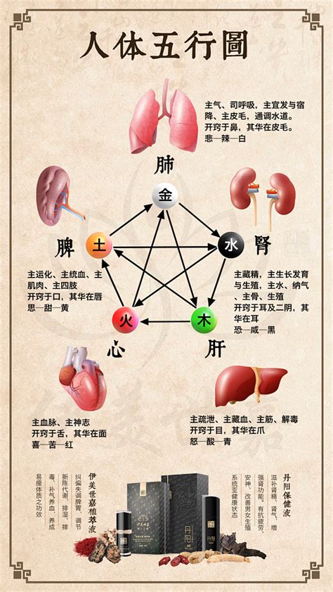 内脏五行|人身五行